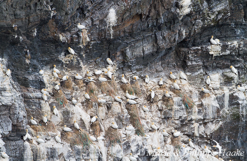 Fou de bassan 8913.jpg - Fous de Bassan, Morus bassanus, Northern Gannet (Runde, Norvège, juin 2012)
